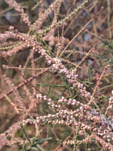 Five-stamen Tamarisk