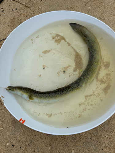 Anguilla marmorata observed 2026-10-23