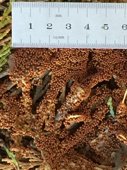 Trichia scabra