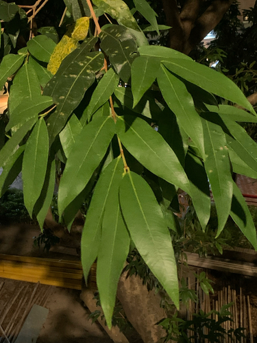 Syzygium jambos observed 2026-10-22