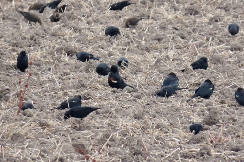 Agelaius tricolor observed 2026-10-22