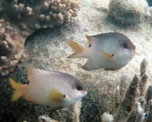 Stegastes nigricans observed 2026-10-20