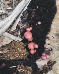 Gymnopilus luteofolius