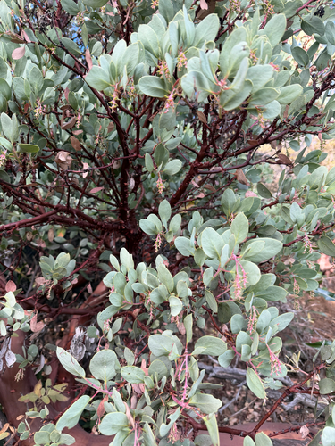 Arctostaphylos glauca, 2026-10-20