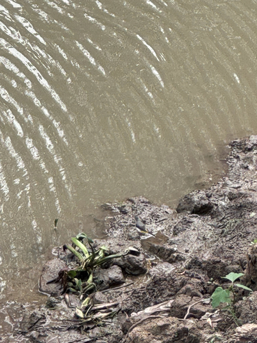 iNaturalist image