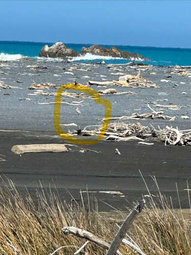 Charadrius obscurus observed 2026-10-23