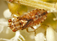 Germalus victoriae