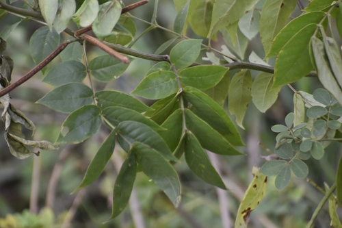 Senna occidentalis observed 2026-10-22