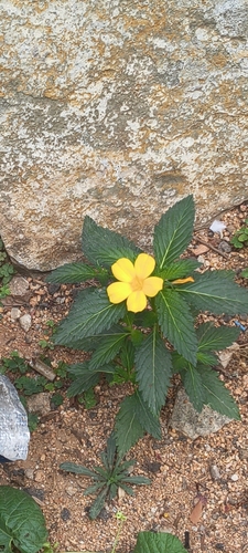 Turnera ulmifolia observed 2026-10-23