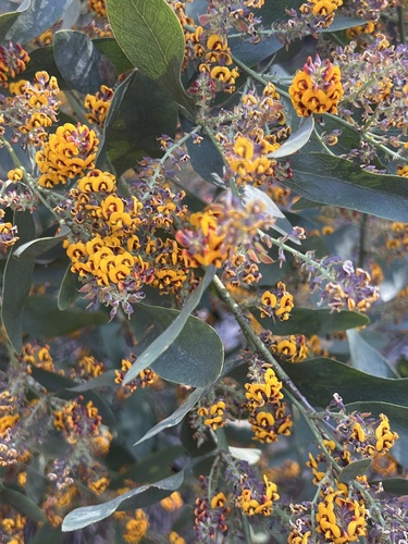 Daviesia latifolia, 2026-10-23