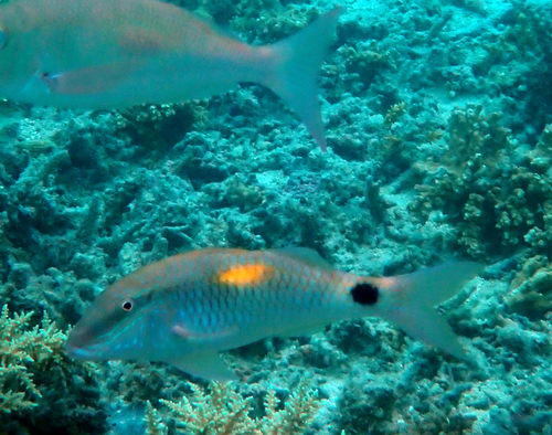 Parupeneus indicus observed 2026-10-20