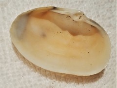 Tellinidae