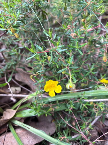 Hibbertia hypericoides observed 2026-10-23