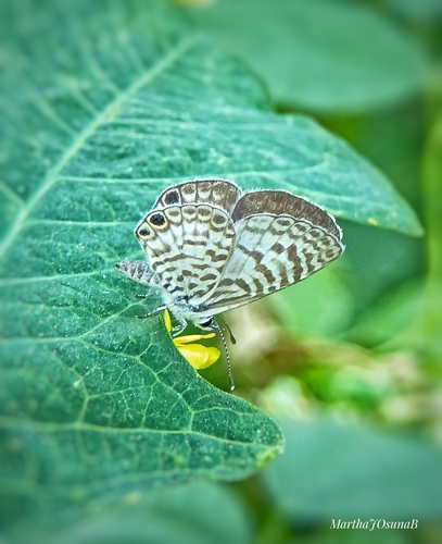 Cassidula observed 2026-10-12