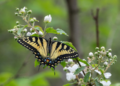 Papilio appalachiensis