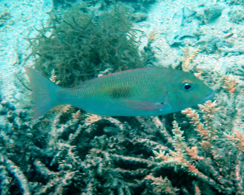 Lethrinus observed 2026-10-20