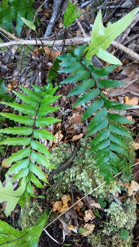 Asplenium polyodon observed 2026-10-23