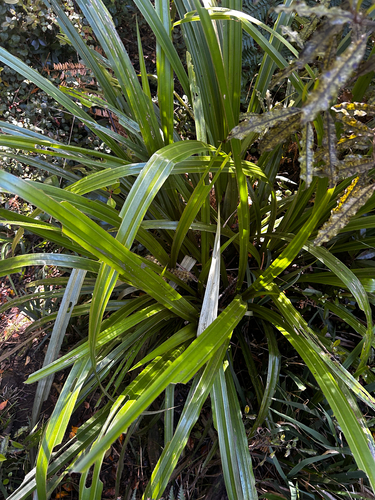 Astelia nervosa observed 2026-10-23