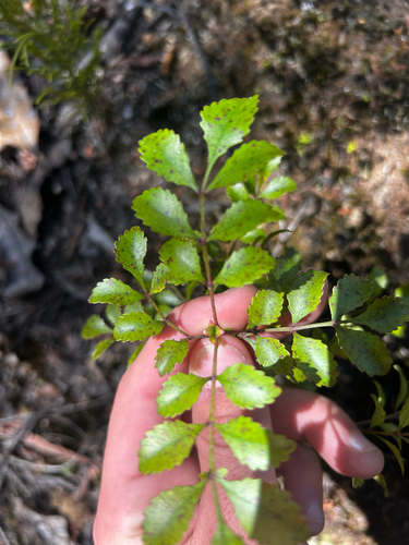 Pterophylla sylvicola observed 2026-10-23