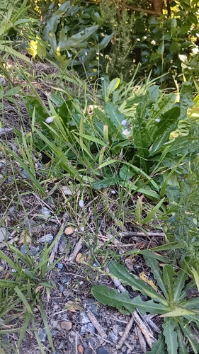 Wahlenbergia gracilis observed 2026-10-23