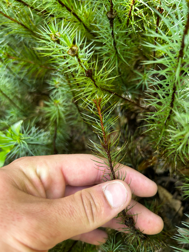 Dawsonia observed 2026-10-23