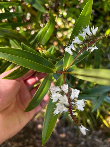 Veronica macrocarpa observed 2026-10-23