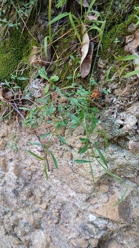 Wahlenbergia marginata observed 2026-10-23