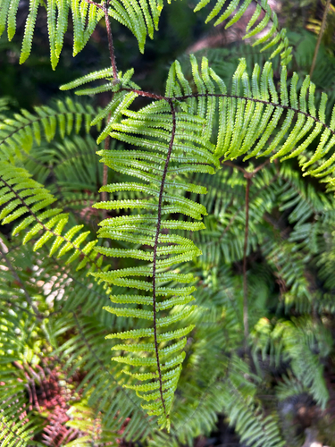 Gleichenia microphylla observed 2026-10-23