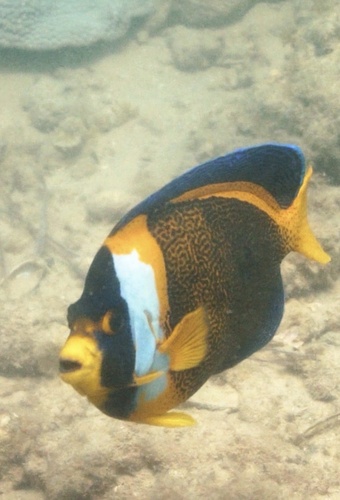 Chaetodontoplus observed 2026-10-22