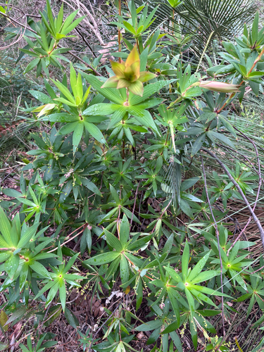 Leucopogon verticillatus, 2026-10-23