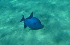 Pseudobalistes fuscus