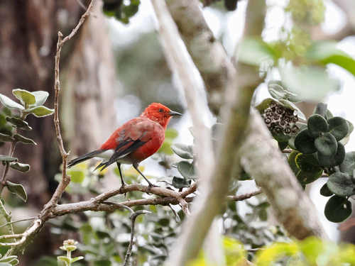 Himatione sanguinea, 2026-10-22