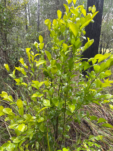 Exocarpos latifolius observed 2026-10-23