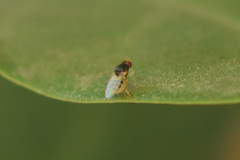 Diptera