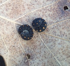 Tenthredo marginella