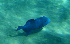 Pseudobalistes fuscus