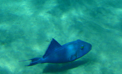 Pseudobalistes fuscus