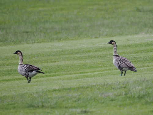 Branta sandvicensis observed 2026-10-22