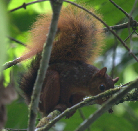 Junín Red Squirrel (Sciurus pyrrhinus) — Data Deficient Mammalia