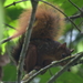 Junín Red Squirrel - Photo (c) Juan A. Malo de Molina, some rights reserved (CC BY-SA)