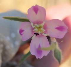 Clarkia purpurea viminea