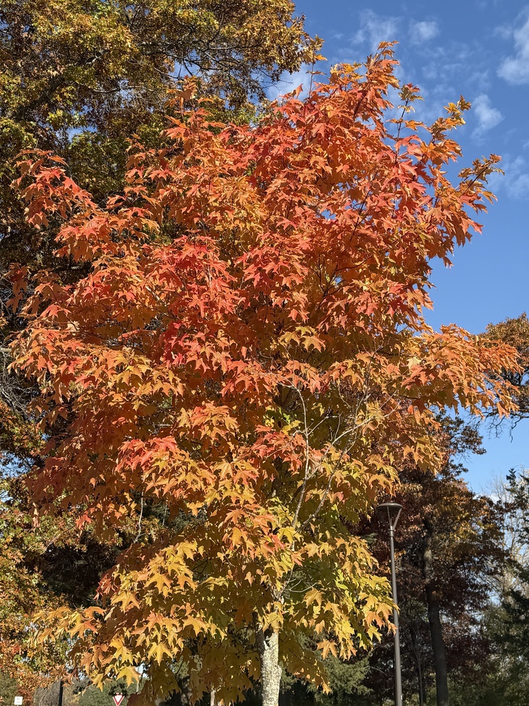 A photograph taken in Minnesota on Oct 21, 2026, where the observer’s point is approximate.