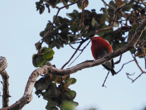 Himatione sanguinea, 2026-10-22