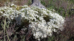 Leptosiphon floribundus glaber