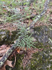 Pellaea atropurpurea