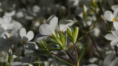 Leptosiphon floribundus glaber