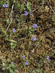 Veronica taurica