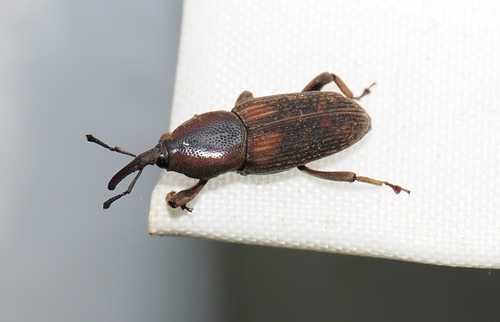 Rhabdoscelus obscurus, 2026-10-08