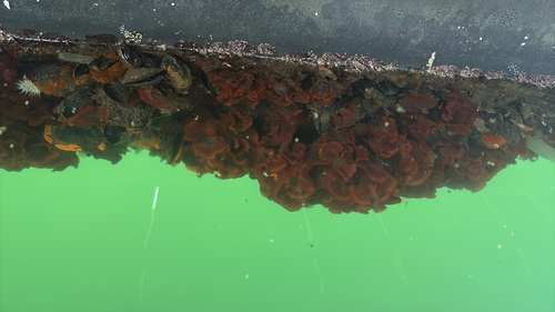 Watersipora subtorquata observed 2026-10-22
