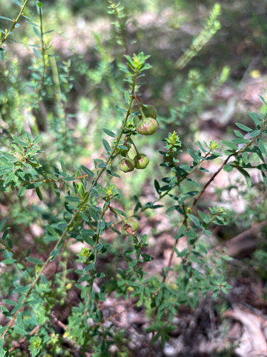 Phyllanthus calycinus observed 2026-10-23
